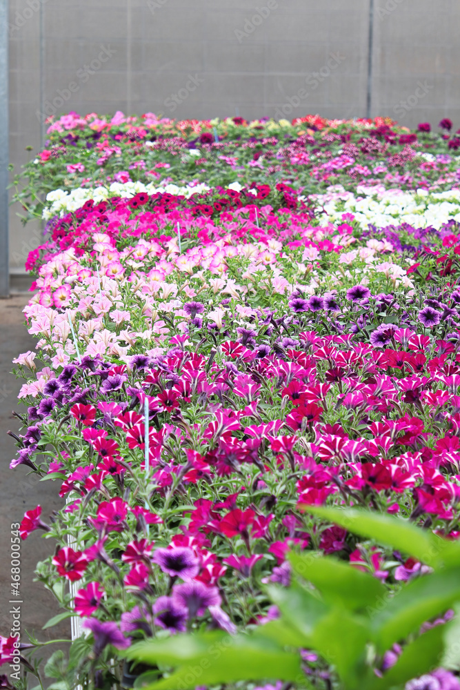 Tables of petunias growing in a greenhouse nursery