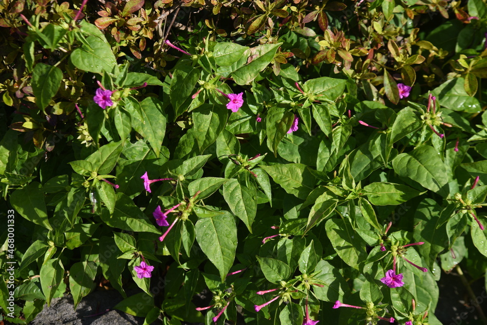 Marvel of Peru flowers. Native to South America, Nyctaginaceae evergreen perennial plants. Blooms from evening to next morning. The roots are used for crude drugs. Marvel of Peru flowers. Native to South America, Nyctaginaceae evergreen perennial plants. Blooms from evening to next morning. The roots are used for crude drugs.