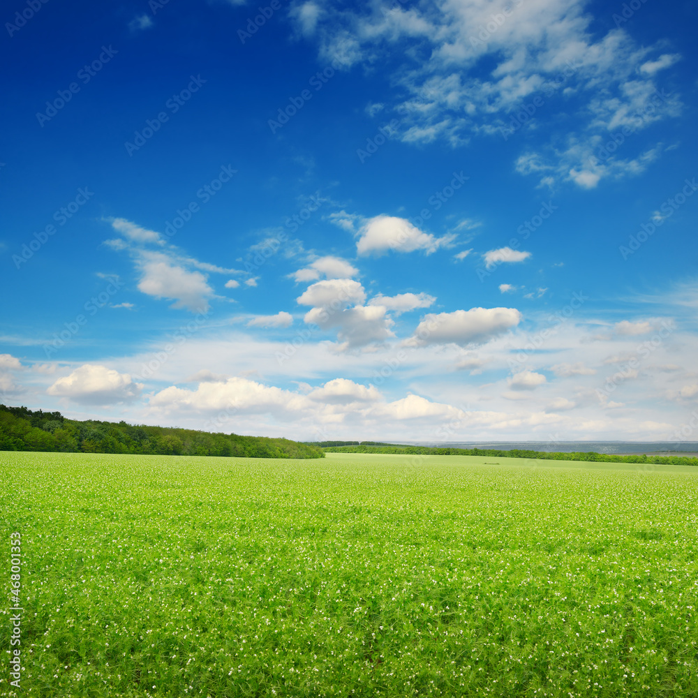 Square landscape with green pea field