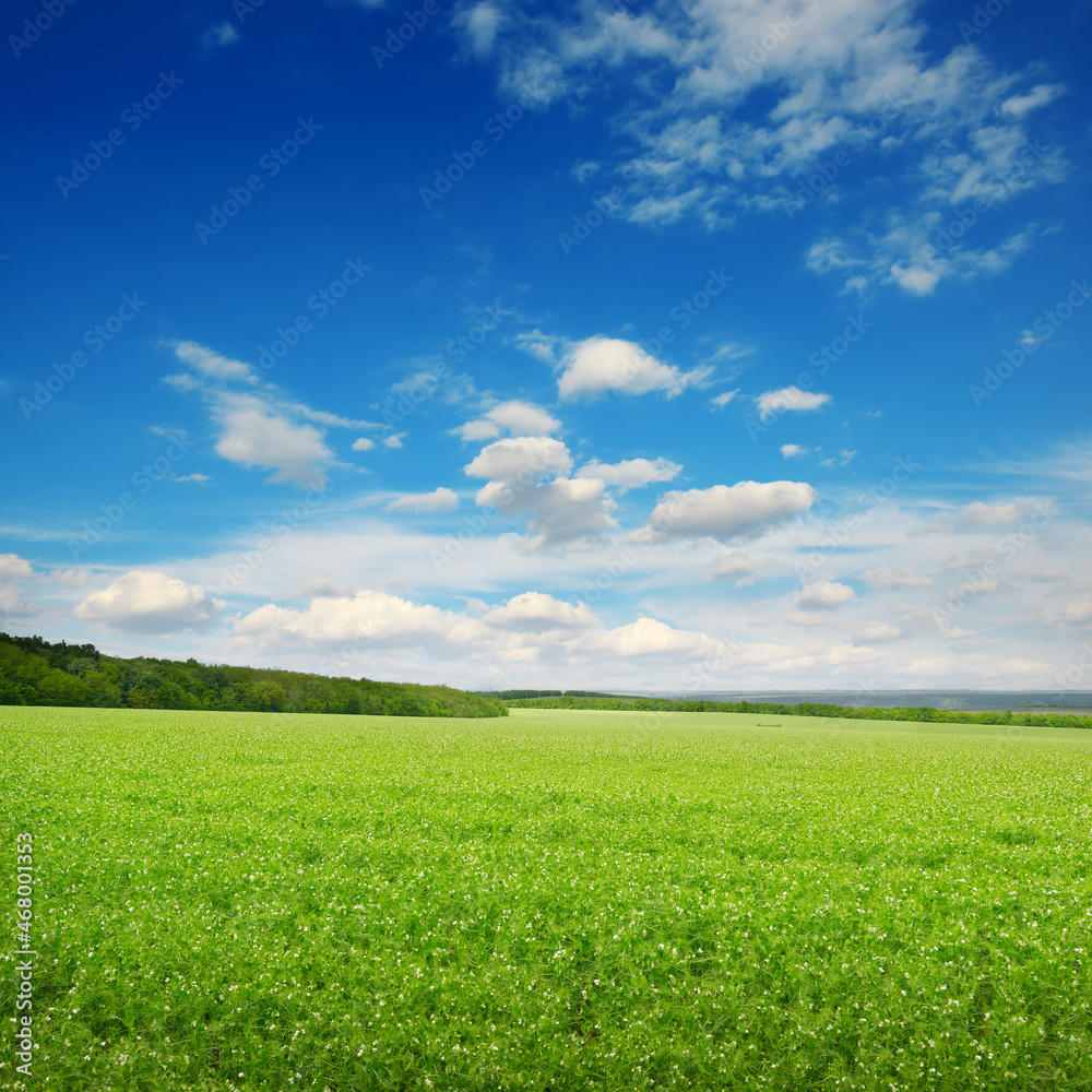 Square landscape with green pea field Square landscape with green pea field
