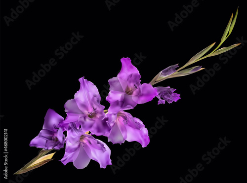 violet gladiolus dark blooms flower isolated on black