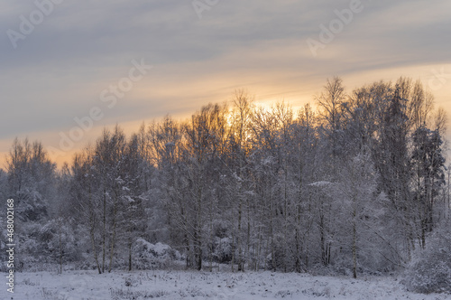 Pastel orange sunset in cloudy winter sky over snowy landscape with field and forest with small pine trees  © Ilga