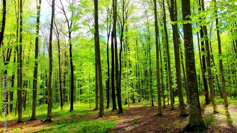 Naklejka premium A photo of a colored forest