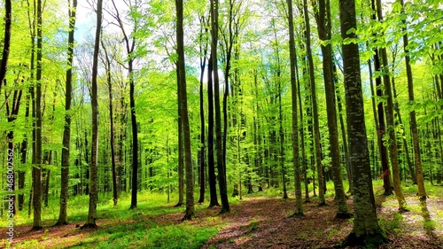 A photo of a colored forest