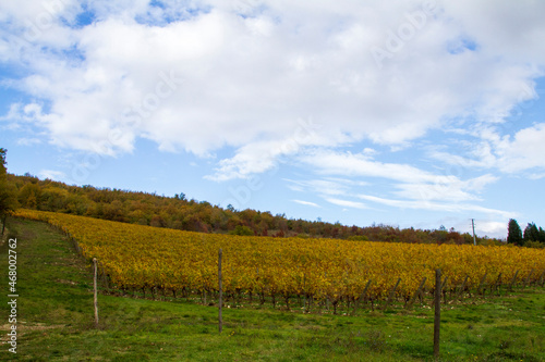 Vigneto in autunno