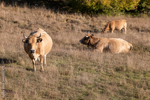 Fototapeta Naklejka Na Ścianę i Meble -  group of cows