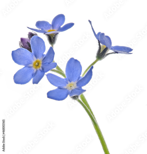 four fine blue forget-me-not blooms on stem