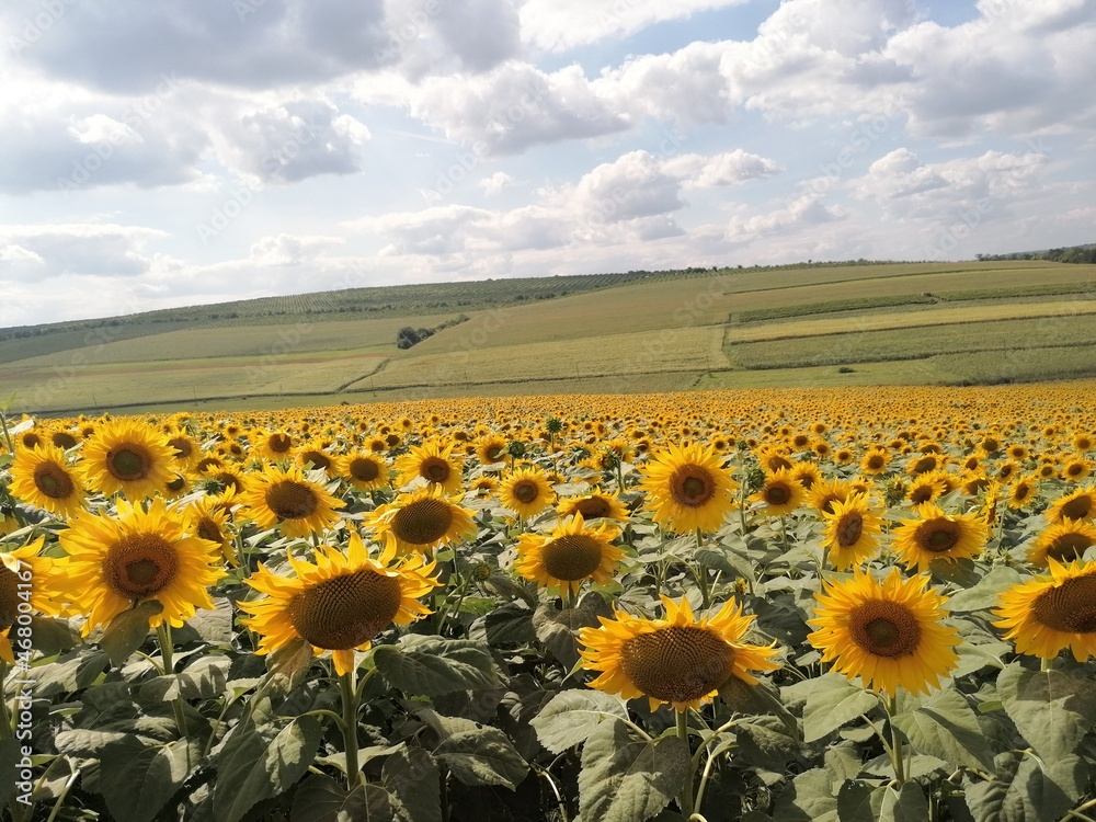 Obraz premium sunflower field with sky background