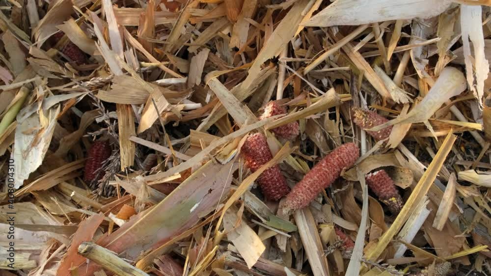 Husks and empty cob from corn after harvesting in the field. Close-up. Harvest time. Slow motion. Husks and empty cob from corn after harvesting in the field. Close-up. Harvest time. Slow motion.