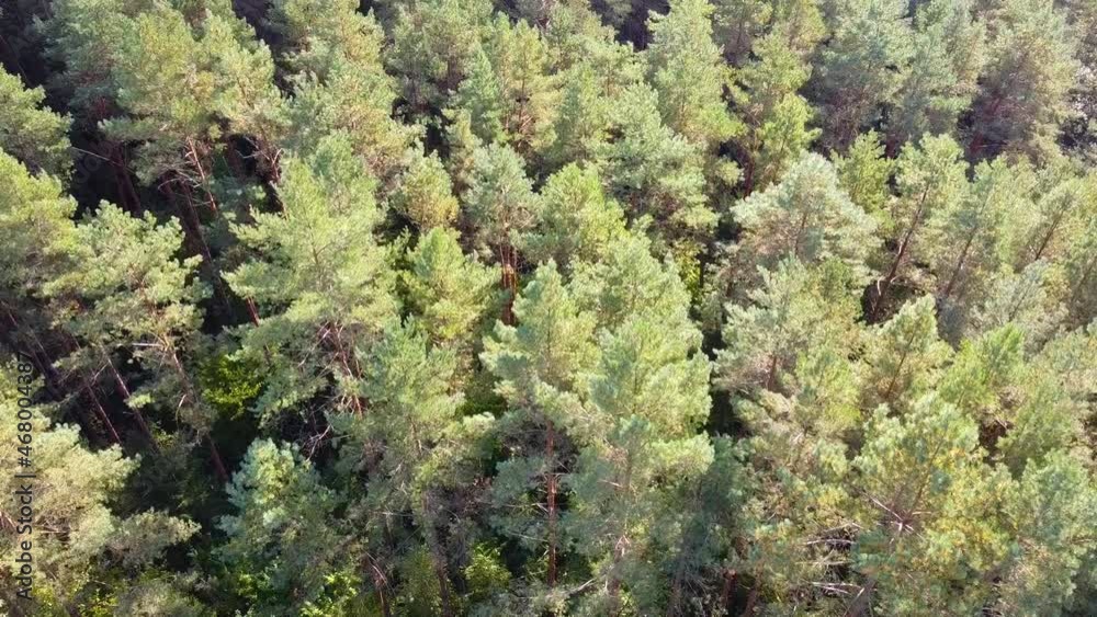 Tranquil aerial view of green forest with trees swaying in the wind Tranquil aerial view of green forest with trees swaying in the wind
