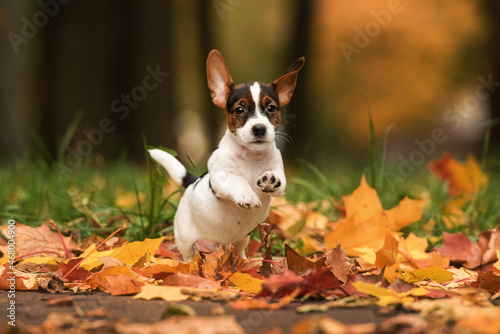 Jack Russell Terrier Puppy Running On Yellow Leaves To The Camera