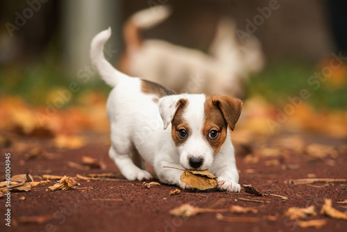 Photo jack russell terrier puppy playing with autumn leaves
