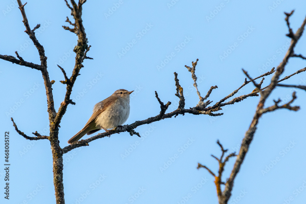 common chiffchaff bird in springtime common chiffchaff bird in springtime