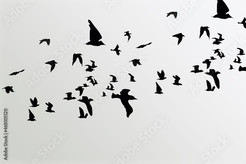 Wild Birds flying in the blue sky. © BillionPhotos.com