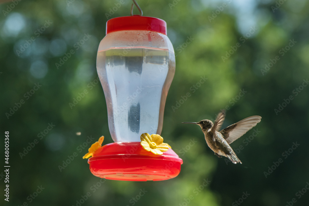 Obraz premium Hummingbird drinking from feeder bird flying sky blue green 