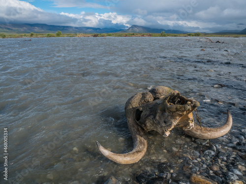 The skull of a bull musk ox  Ovibos moschatus  lies in the Canning River on the coastal plain of the Arctic National Wildlife Refuge  Alaska. 