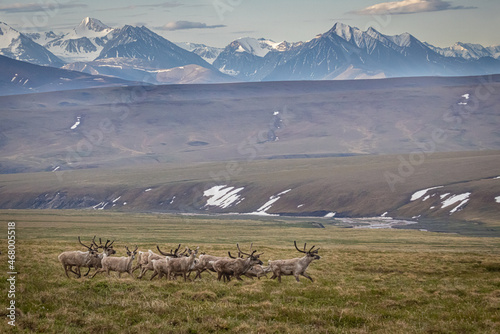 A herd of caribou (Rangifer tarandus) runs though across the tundra in the Arctic National Wildlife Refuge, Alaska. 