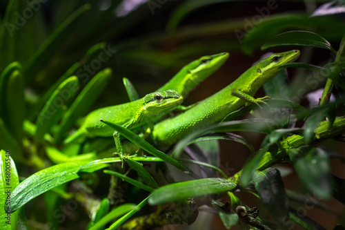 Tableau sur toile Sakishima Grass Lizard also known as Takydromus dorsalis