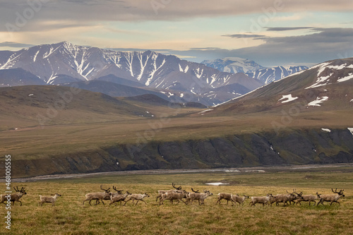 A herd of caribou (Rangifer tarandus) runs though across the tundra in the Arctic National Wildlife Refuge, Alaska. 