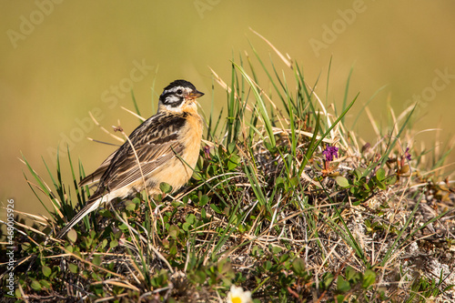 A male Smith's Longspur (Calcarius pictus) perched on a tussock of grass in the Arctic National Wildlife Refuge, Alaska