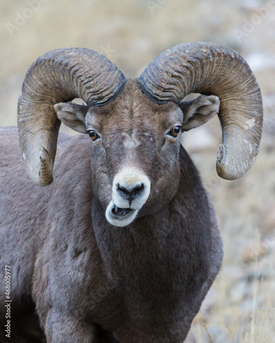 Colorado Rocky Mountain Bighorn Sheep. Bighorn Ram