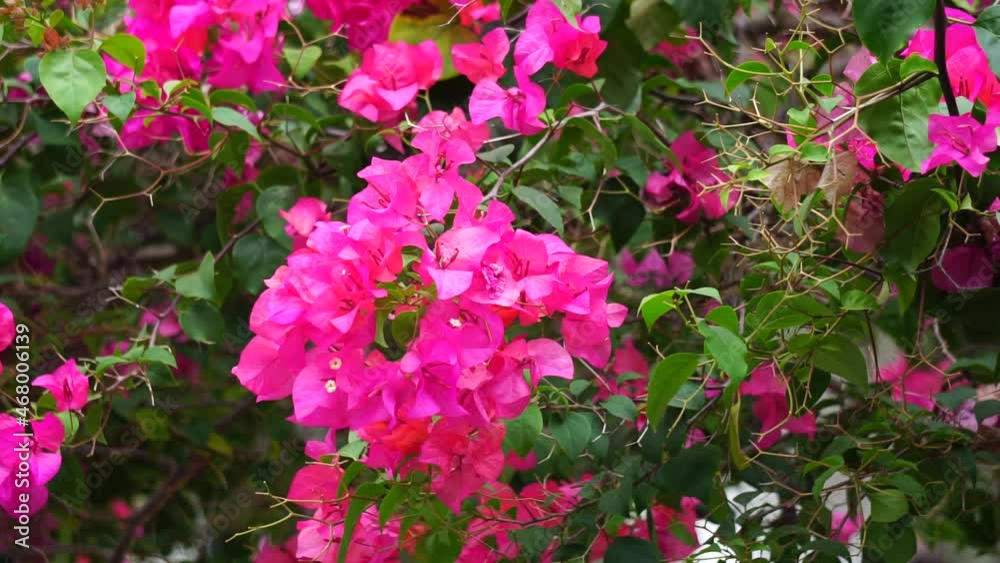 The exotic bougainvillea flower in nature The exotic bougainvillea flower in nature