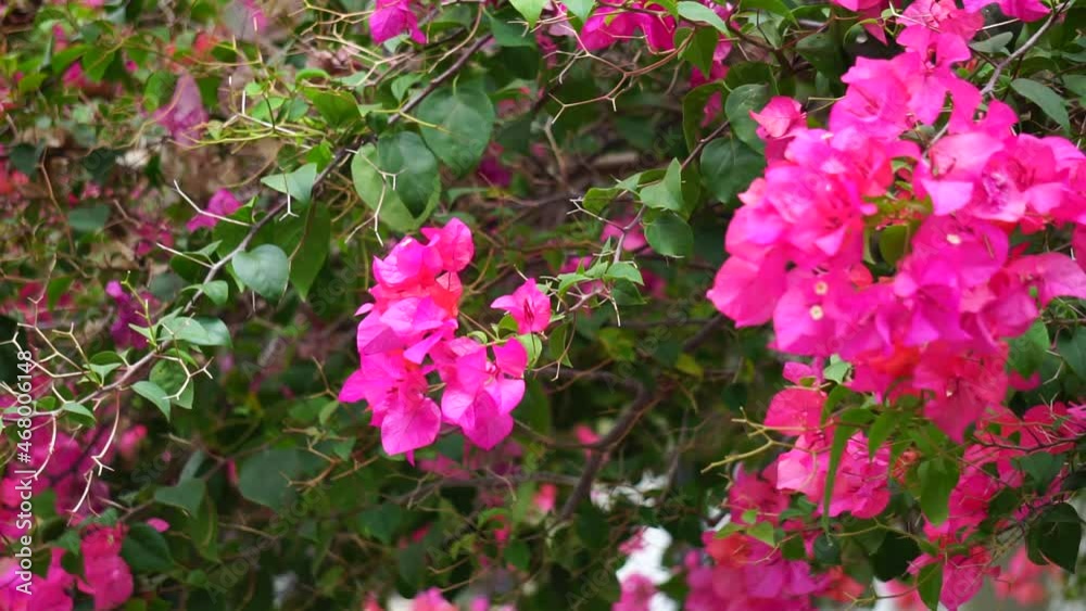The exotic bougainvillea flower in nature The exotic bougainvillea flower in nature