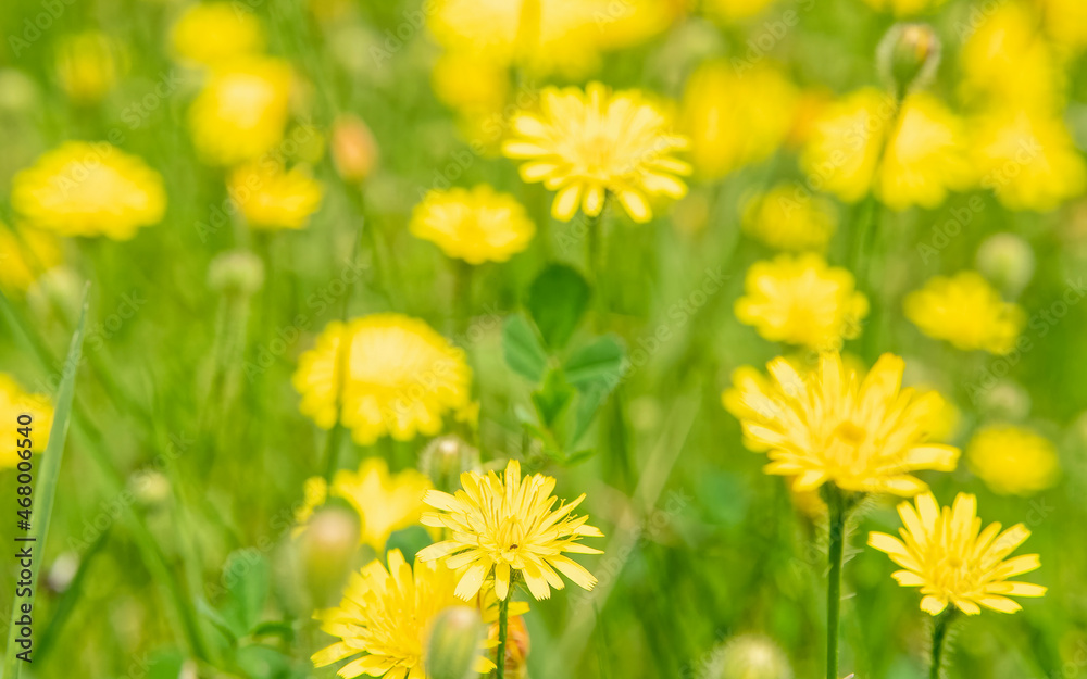 Obraz premium vivid yellow daisies flowers in the meadows, blurred background