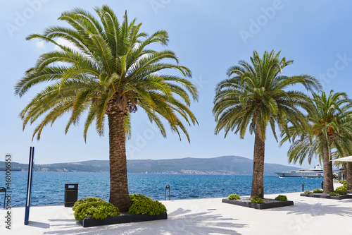 Palm trees by the sea on the Porto Montenegro embankment in Tivat