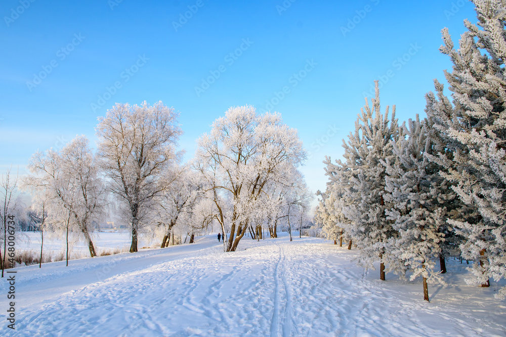 Frost-covered trees shining in the sunset sunlight. A picturesque and magnificent winter scene. Frost-covered trees shining in the sunset sunlight. A picturesque and magnificent winter scene.