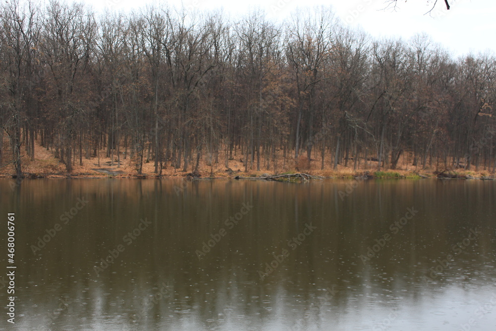 Fototapeta premium Autumn forest is reflected in the forest lake. It's raining, the leaves are turning yellow