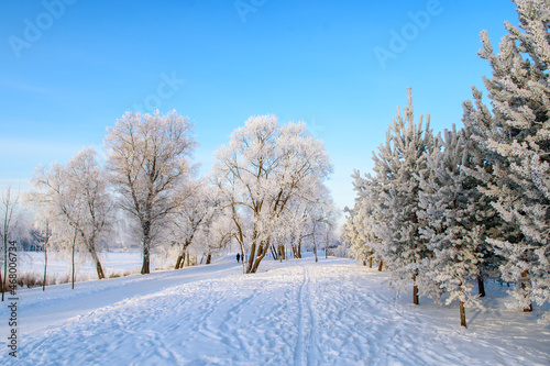 Frost-covered trees shining in the sunset sunlight. A picturesque and magnificent winter scene.