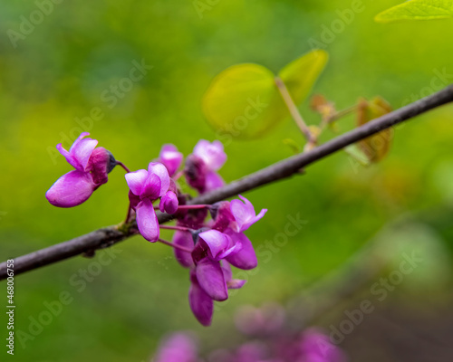 vibrant lilac flowers closeup on tree branch and blurred garden background
