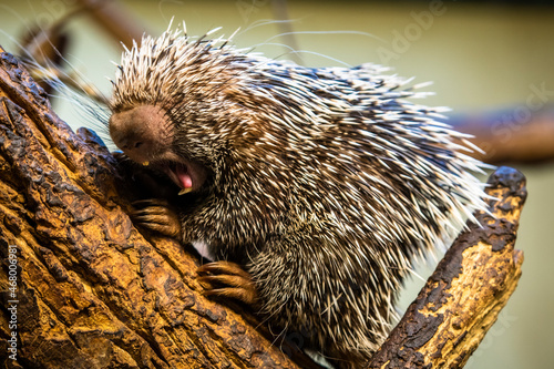 Prehensile Tailed porcupine (Porcupine Coendou prehensilis) on a tree branch, full body, Brazilian Porcupine photo