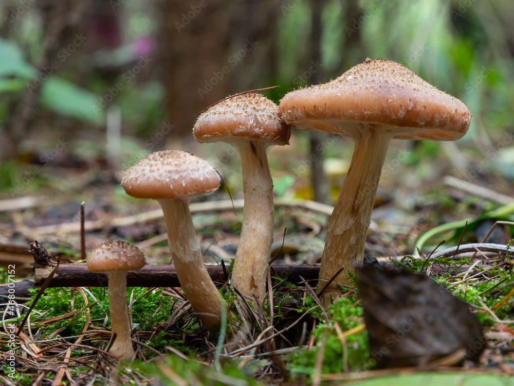 Group of edible wild mushrooms - honey agaric. Family of mushrooms. Fairy forest, the soft moss Group of edible wild mushrooms - honey agaric. Family of mushrooms. Fairy forest, the soft moss