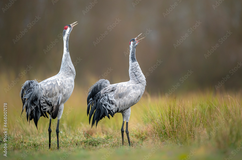 Naklejka premium Common cranes birds ( Grus grus )