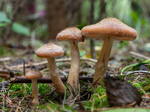 Group of edible wild mushrooms - honey agaric. Family of mushrooms. Fairy forest, the soft moss
