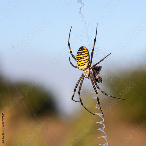 Close up of a spider in nature. Amazing nature. Close up of a spider making web. Macro photography of nature