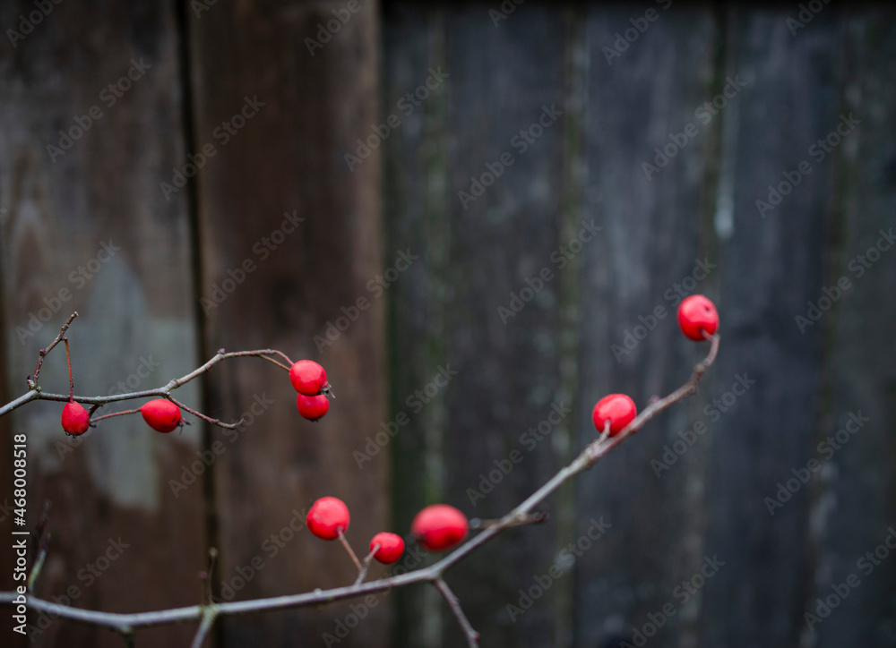 Hawthorn branch late autumn on a dark background Hawthorn branch late autumn on a dark background