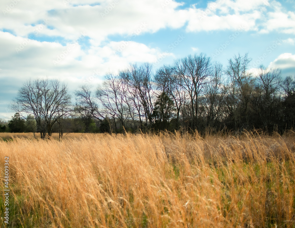 Field Awaiting Harvest