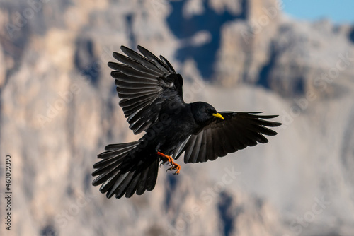 Alpendohle im Flug, Landender Vogel