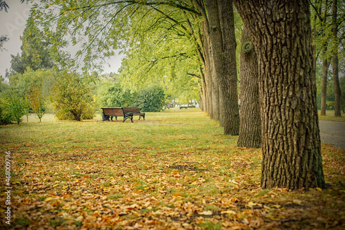 Beautiful alley in a park with autumn trees and sunlight