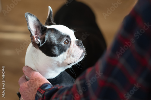 Fototapeta Naklejka Na Ścianę i Meble -  Portrait of a Boston Terrier puppy lit by window light being held gentle by a senior man.