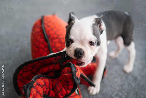 Fototapeta Naklejka Na Ścianę i Meble -  Adorable white faced Boston Terrier puppy chewing a red soft toy dinosaur.