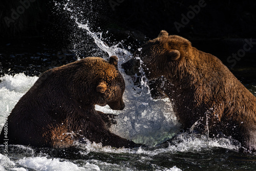 Two adult brown bears (Ursus arctos) wrestle playfully in the Brooks River, Katmai National Park, Alaska. 
