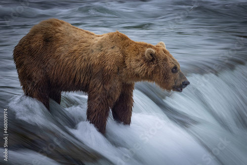 A brown bear (Ursus arctos) stands atop a waterfall with blurred, motion water.  photo