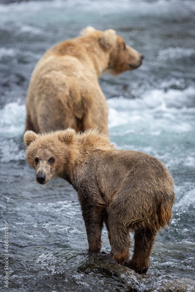 A sow brown bear (Ursus arctos) and cub look for fish in the Brooks River of Katmai National Park, Alaska. A sow brown bear (Ursus arctos) and cub look for fish in the Brooks River of Katmai National Park, Alaska.