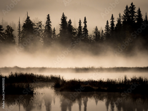 Morning fog burns off the forest near Tern Lake on Alaska's Kenai Peninsula. 