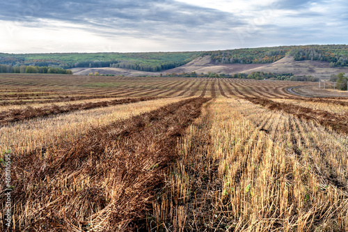 Rows of straw on arable land. Photographed on a sunny autumn day during harvest, with hills, autumn forest and cloudy sky in the background.