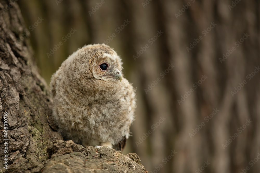 Tawny Owl - Strix aluco - juvenile just out from the nest. Czech republic Tawny Owl - Strix aluco - juvenile just out from the nest. Czech republic